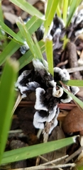 Thelephora cuticularis