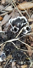 Thelephora cuticularis