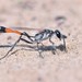 Thread-waisted Sand Wasps - Photo (c) Riley Walsh, some rights reserved (CC BY-NC), uploaded by Riley Walsh