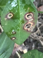 Septoria polygonorum