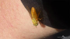 Silvius alpinus