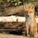 Eastern American Red Fox - Photo (c) Julie Filiberti, some rights reserved (CC BY-NC), uploaded by Julie Filiberti