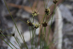 Schoenus curvifolius