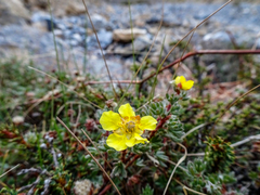 Dasiphora dryadanthoides