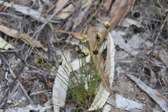 Schoenus curvifolius