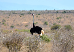 Struthio molybdophanes