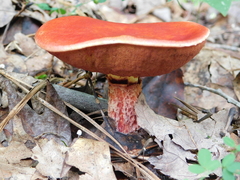 Exsudoporus