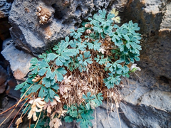 Paraquilegia anemonoides