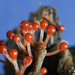 Push Pin Slime Mold - Photo (c) Bill Sheehan, some rights reserved (CC BY-SA), uploaded by Bill Sheehan
