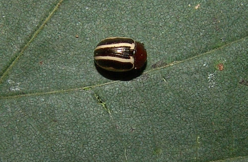 Ragweed Leaf Beetle (Zygogramma suturalis) photo 4