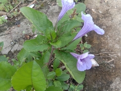 Ruellia