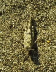 Sphingonotus personatus