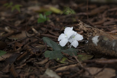 Kaempferia koratensis