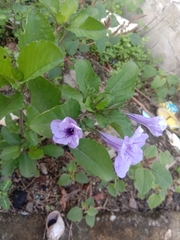 Ruellia