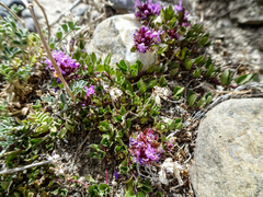 Thymus linearis