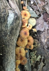 Xeromphalina