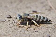 Bembix pallidipicta