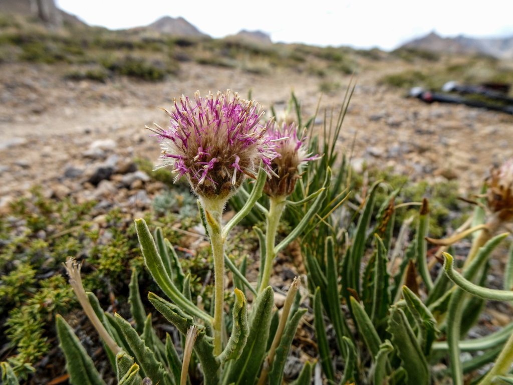 Saussurea glanduligera
