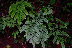 Adiantum amplum