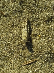 Sphingonotus personatus