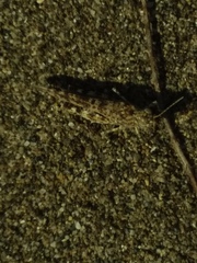 Sphingonotus personatus