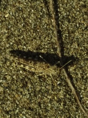 Sphingonotus personatus