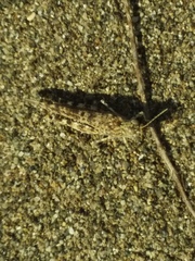 Sphingonotus personatus
