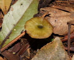 Entoloma rodwayi