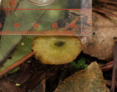 Entoloma rodwayi