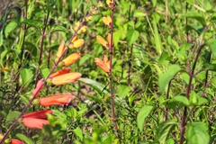 Lamourouxia rhinanthifolia