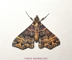 Thursania renilinealis