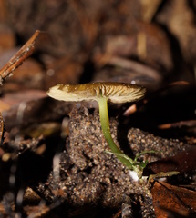 Entoloma rodwayi