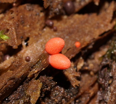 Lycogala conicum