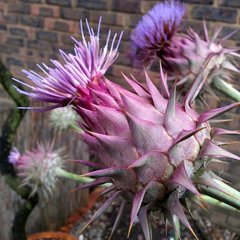 Cynara syriaca