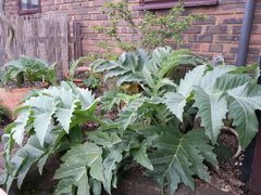 Cynara syriaca