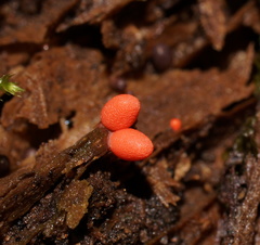 Lycogala conicum