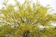 Parkinsonia aculeata