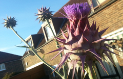 Cynara syriaca