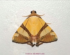 Eulepidotis julianata