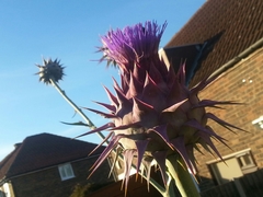 Cynara syriaca