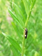 Homalodisca insolita