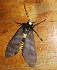 Pachydota
