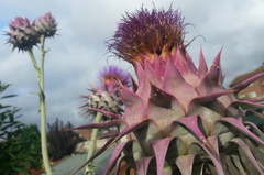 Cynara syriaca