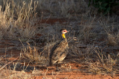 Pternistis leucoscepus