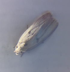 Scythropiodes issikii