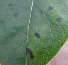 Pseudocercospora kaki