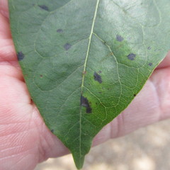 Pseudocercospora kaki