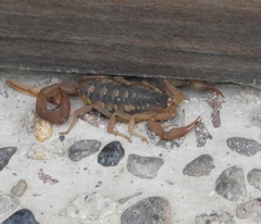 Centruroides baldazoi