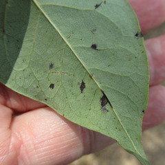 Pseudocercospora kaki