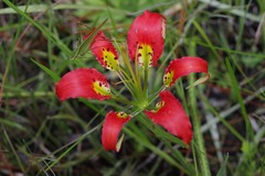 Lilium catesbaei image